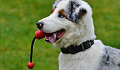 Young dog wanting to play Image by Alexa from Pixabay.&nbsp;
